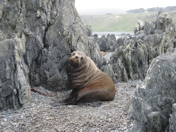 Fur-Seals