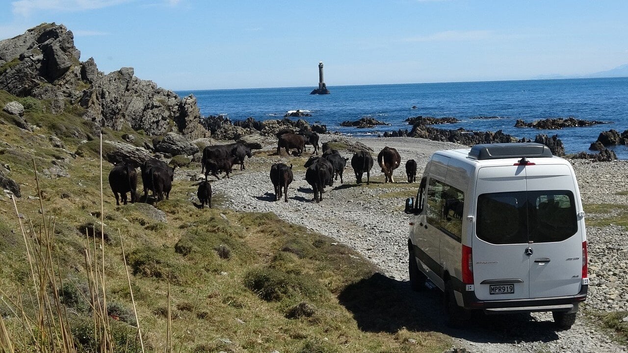 Seal Coast Safaris Image2