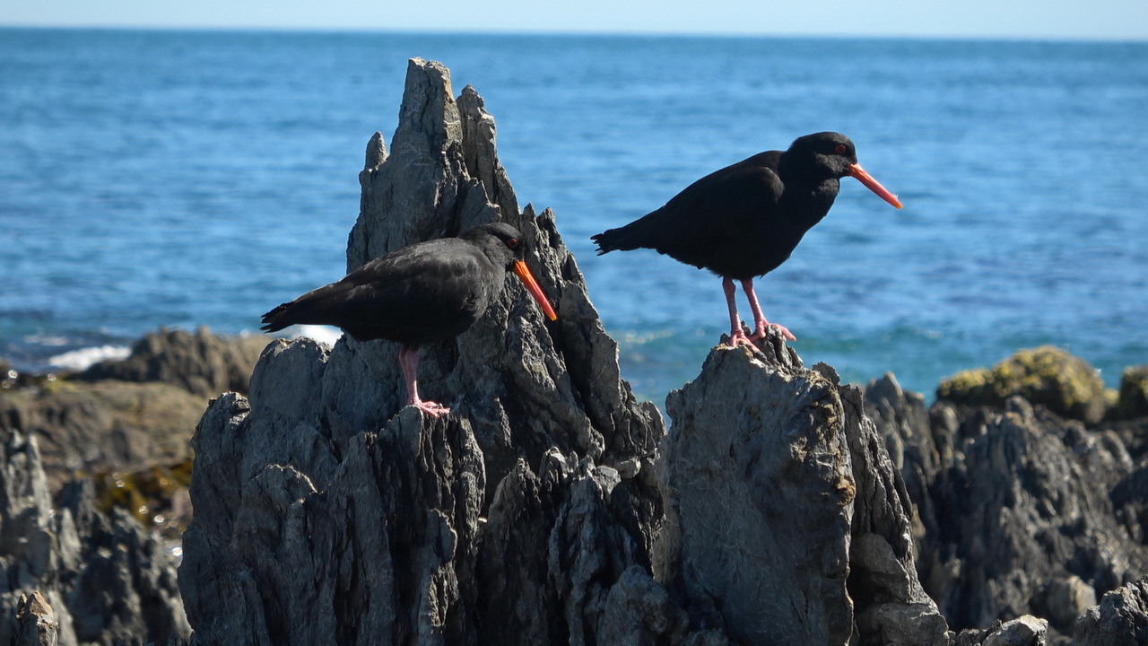 Seal Coast Safaris Image3