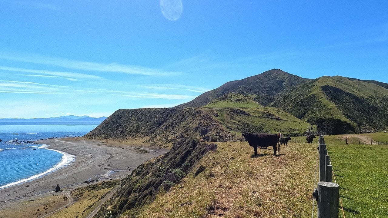 Seal Coast Safaris Image4