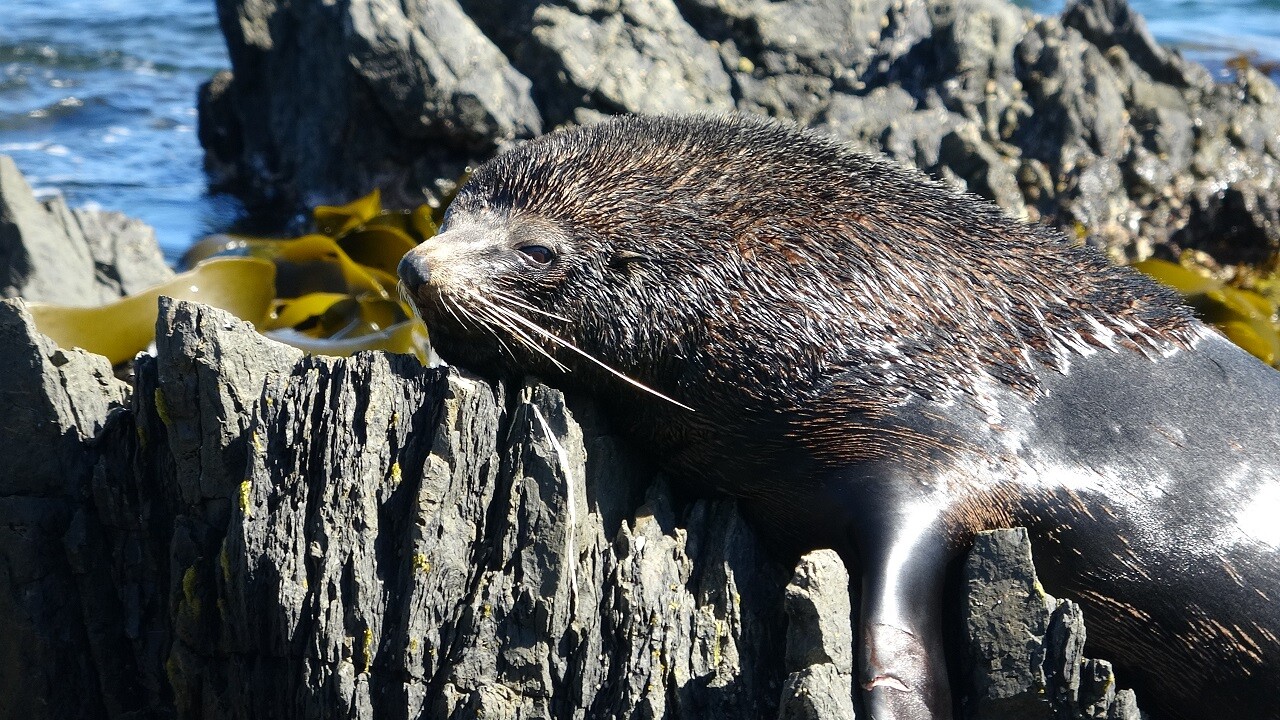 Seal Coast Safaris Image1